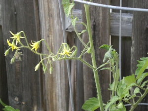 Juliet Tomatoes just starting... can you see it?