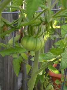 Cherokee Purple...the cutest tomato in my garden :)