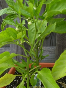 The first bell pepper has started!