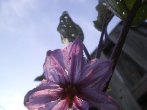 The first eggplant blossom