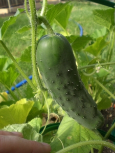 Another cucumber