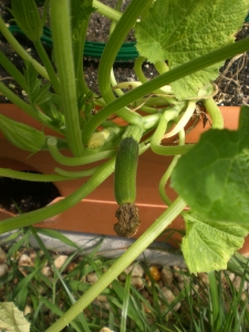 Baby zucchini - one of the few 