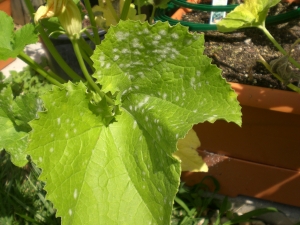 Powdery Mildew again on another zucchini plant