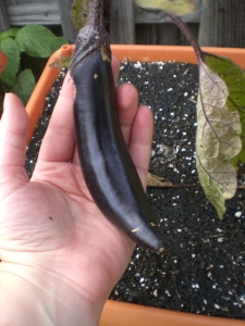 Ichiban eggplant