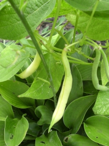 Yellow bush beans