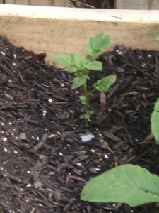 Fingerling potatoes planted in raised bed