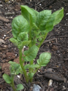 2nd growth in raised bed