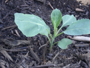 Cabbage - first real leaves have emerged