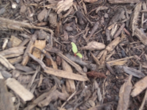 Chard - first seedling spotted!